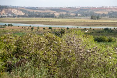 Rabat, Fas 'taki Bouregret nehrinin taşkın ovasında birçok leylek yuvası var.