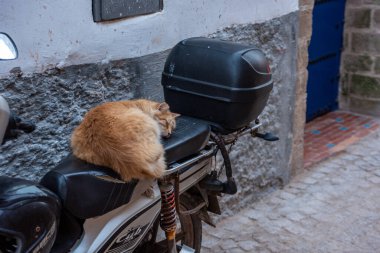 Assaouira, Fas 'ta mobilet koltuğunda uyuyan bir kedi.