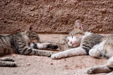 Fas 'ın Marakeş şehrinde iki sokak kedisi birlikte yatıyor.