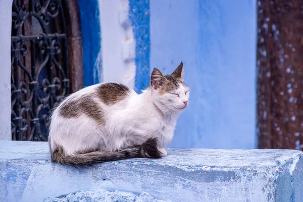 Şef Fas 'ın şehir merkezindeki mavi renkli sokakta uyuyan kedi.