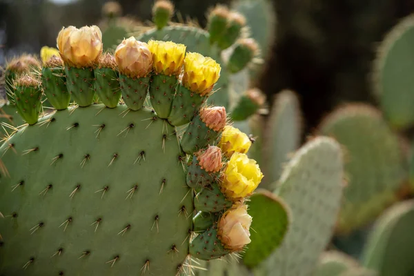 Beautfiul Primer Plano Cactus Opuntia Aurea Parque Harti Marrakech Marruecos —  Fotos de Stock