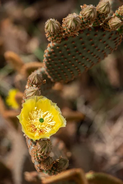 Krásný Detailní Záběr Kaktusu Opuntia Aurea Parku Harti Marrákeši Maroko — Stock fotografie