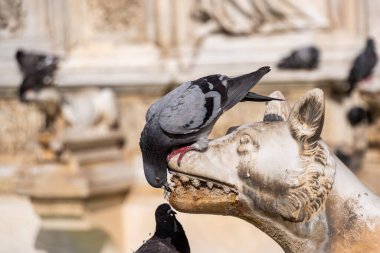 İtalya, Siena 'daki Piazza del Campo' daki Gaia Çeşmesi 'nde güvercinler oturuyor.