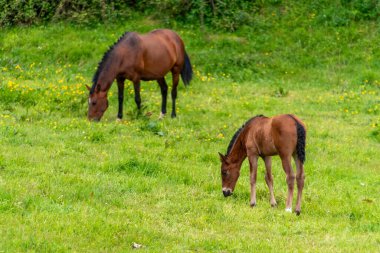 Kahverengi bir kısrak ve yavrusu, İspanya 'da Cantabria, vahşi çiçekler ve doğa ile çevrili, huzurlu bir çayırda yemyeşil çimlerde yavaşça otluyor.