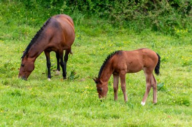 Kahverengi bir kısrak ve yavrusu, İspanya 'da Cantabria, vahşi çiçekler ve doğa ile çevrili, huzurlu bir çayırda yemyeşil çimlerde yavaşça otluyor.