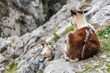 Kuzey İspanya, Asturias 'taki Picos de Europa dağlarında Cares' in muhteşem manzarası.