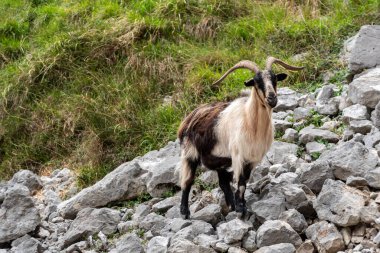 Kuzey İspanya 'nın Asturias kentindeki Picos de Europa dağlarında Cares vadisinde dinlenen dağ keçileri yürüyüş patikalarını doldurur.