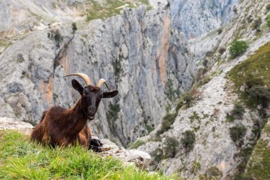 Kuzey İspanya 'nın Asturias kentindeki Picos de Europa dağlarında Cares vadisinde dinlenen dağ keçileri yürüyüş patikalarını doldurur.