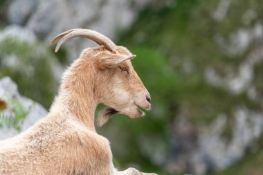 Kuzey İspanya 'nın Asturias kentindeki Picos de Europa dağlarında Cares vadisinde dinlenen dağ keçileri yürüyüş patikalarını doldurur.