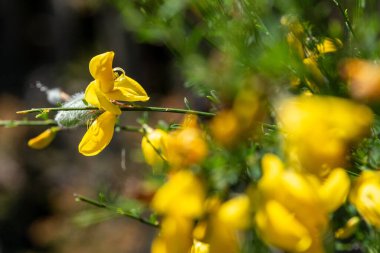 Portekiz 'deki Peneda Geres Ulusal Parkı' nda büyüyen sarı tüylü süpürge.