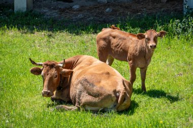 Portekiz, Peneda Geres Ulusal Parkı 'ndaki güneşli çayırda yavrusu olan bir anne inek.
