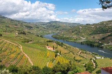 Imaginario perspektifinde teraslı üzüm bağları olan Quaint Douro Vadisi, Portekiz