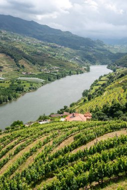 Imaginario perspektifinde teraslı üzüm bağları olan Quaint Douro Vadisi, Portekiz