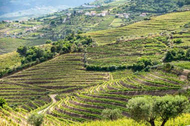 Portekiz 'in Santa Marta de Penaguiao kasabası yakınlarındaki Espaco Douro Vivo' da Douro Vadisi 'nde ilginç bir tarım manzarası var.
