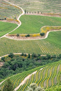 Portekiz 'deki Villa Nova de Foz Coa yakınlarındaki üzüm tarımının hava manzarası