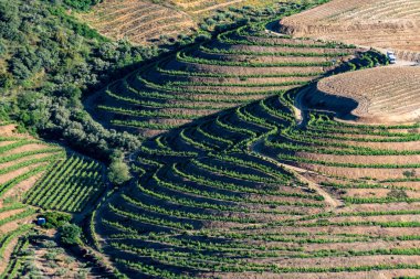 Portekiz 'deki Villa Nova de Foz Coa yakınlarındaki üzüm tarımının hava manzarası