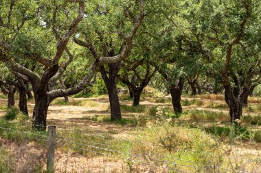 Evora yakınlarındaki kork ağaçlarının fidanlığı, ikonik Portekiz fidanlığı.