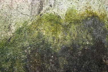 Mildew Bali, Endonezya 'daki eski beton duvarı kapladı