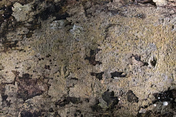 Κοντινό Κομμάτι Γέρικου Φλοιού Δέντρου Σχισμές — Φωτογραφία Αρχείου