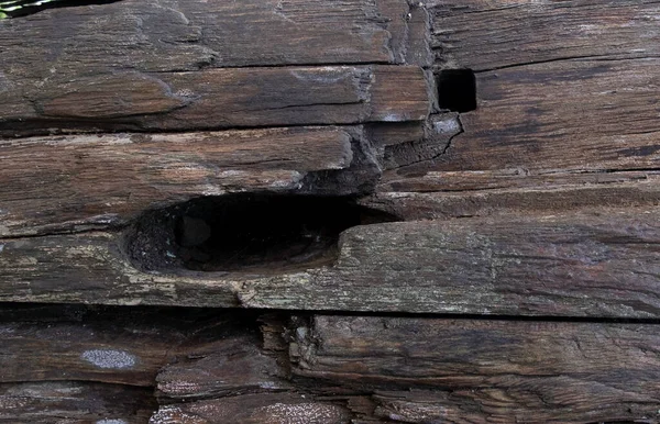 Weathered and rotting wood with holes