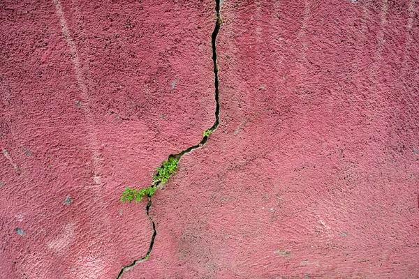 长裂缝的粉红混凝土墙 有绿色的小植物生长 — 图库照片