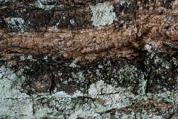 浅绿色霉菌背景纹理树皮的特写 — 图库照片
