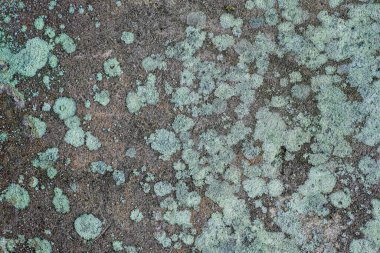 Arka plan dokusunun her yerinde açık yeşil küf sporları olan eski beton duvar.