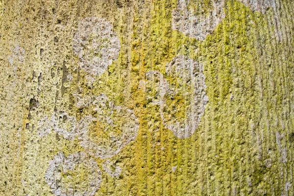 Golden Yellow Cream Color Bumpy Concrete Wall Background Texture — Stock Photo, Image