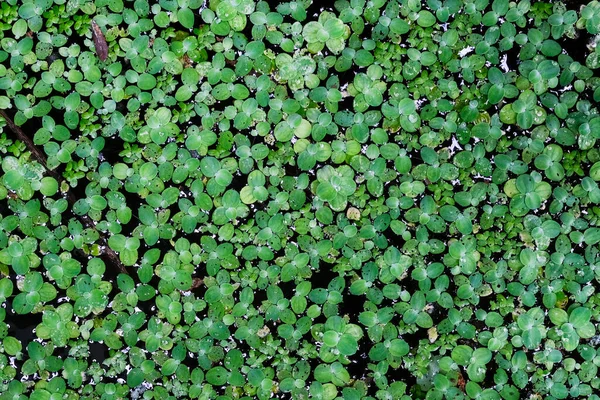 Koberec Malých Zelených Rostlin Rostoucí Černé Vodě Pozadí Tapety Textury — Stock fotografie