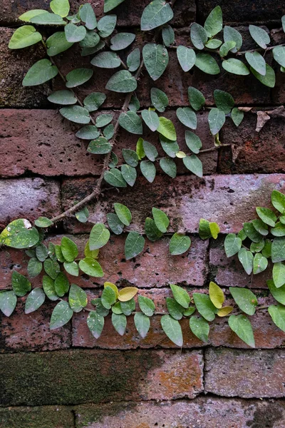 Старая Красная Кирпичная Стена Зелеными Растениями Виноградной Лозы Растет Фон — стоковое фото