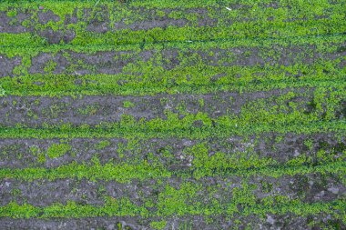 Yeşil yosunlarla kaplı siyah tuğlalar ve küçük bitkilerin arka plan dokusu