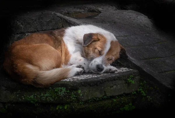 Спящая Коричневая Белая Зрелая Собака Бетонных Ступенях Стоковая Картинка