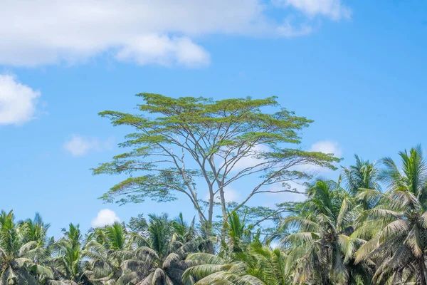 Tall tree with branches spread out above tropical landscape with palm trees against a blue sky with white clouds background