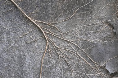 Dried branch on gray cement wall in Bali background texture