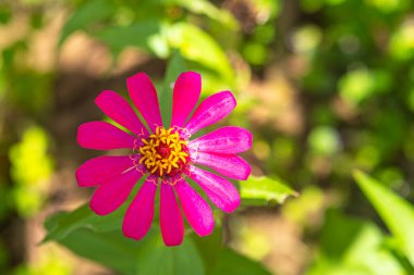 Tropical bright pink and yellow flower with background leaves blurred. Copy space