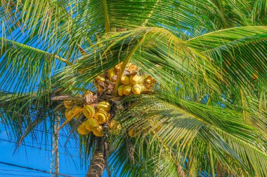 Fresh coconuts hanging from tree against blue sky