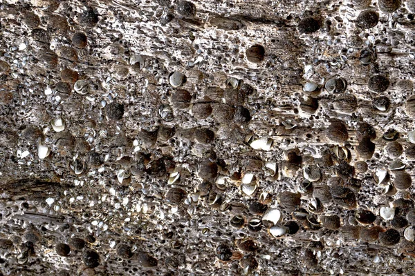 Close up of decaying wood with worm holes. Grunge background texture