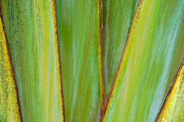 Close up vertical green palm fronds in Bali. Background and wallpaper texture