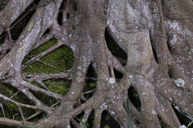 Close up and focus on large roots from banyan tree in Bali, Indonesia