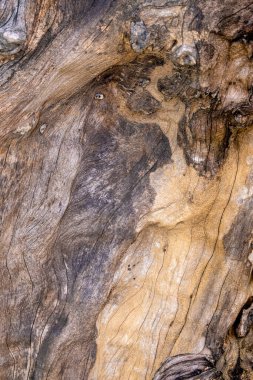 Close up of petrified wood with knots and glossy varnish coating