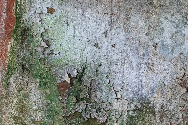 Decaying Peeling White Painted Concrete Wall Green Mold Cracks — Stock Photo, Image
