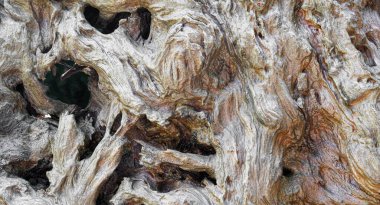 Delik ve düğümlerle sürüklenen büyük bir ağaç parçasının yakın görüntüsü