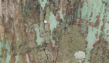 Kirli ve çürüyen yeşil ve kırmızı beton duvarları çatlaklarla ve beyaz alçı bantlarla kapatın.