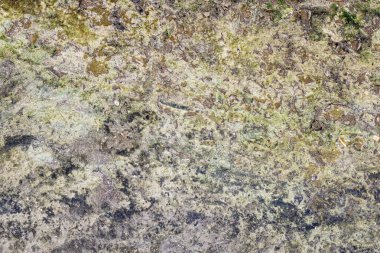 Yeşil ve siyah küflü kirli beton doku.