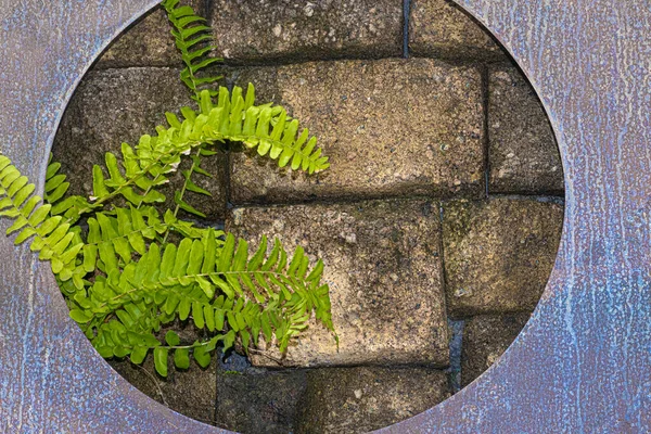 커다란 금속판 콘크리트 보스턴 양치류 식물의 노출시키는 — 스톡 사진