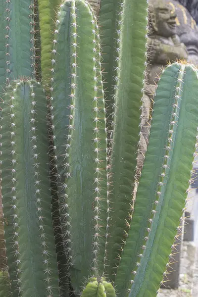 Gros Plan Cactus Vert Bali Indonésie Fond Écran Texture Toile — Photo
