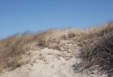 Deniz çimleri ve mavi gökyüzü ile kaplı bir kum tepesine bakın. Boşluğu kopyala.
