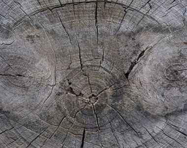Eski ağaç çemberi arkaplan dokusu