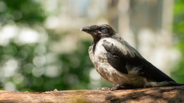 Ağaçtaki genç karga