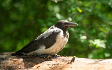 Ağaçtaki genç karga
